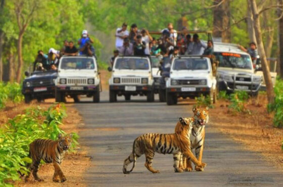 Exotic Jim Corbett and Nainital