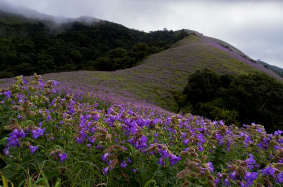 Charming tour of Kerala